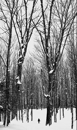 Winter Solitude