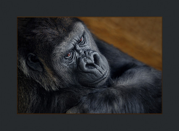 Contemplation